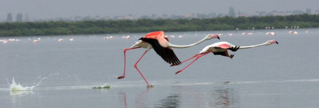 Envol de flamants - Agrandir l'image, fenêtre modale