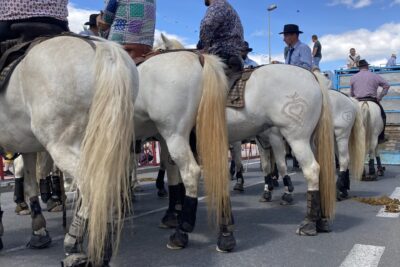 Abrivado - Agrandir l'image 1 sur 15, fenêtre modale