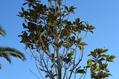 Agrandir l'image 3 sur 3, fenêtre modale