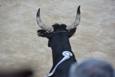 Agrandir l'image 48 sur 50, fenêtre modale