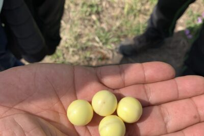 Agrandir l'image 2 sur 2, fenêtre modale