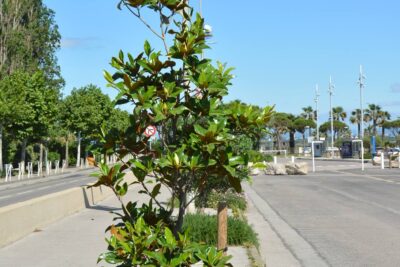 Agrandir l'image 9 sur 15, fenêtre modale