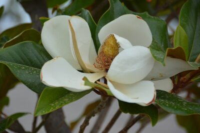 Agrandir l'image 5 sur 15, fenêtre modale