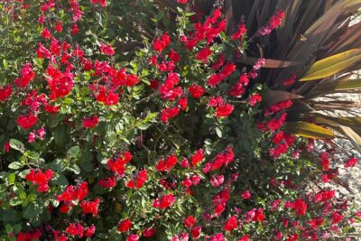 Agrandir l'image 3 sur 7, fenêtre modale