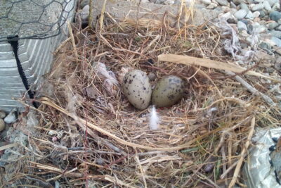 Agrandir l'image 5 sur 6, fenêtre modale