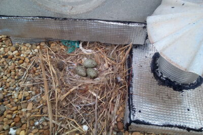 Agrandir l'image 6 sur 6, fenêtre modale