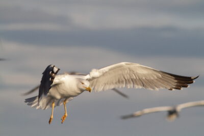 Agrandir l'image 4 sur 6, fenêtre modale