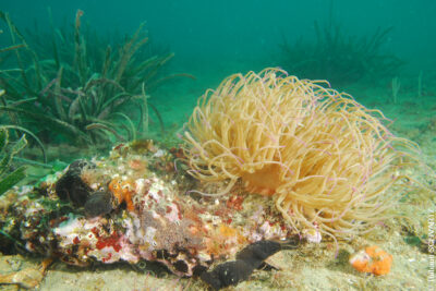 La réserve marine de la côte Palavasienne