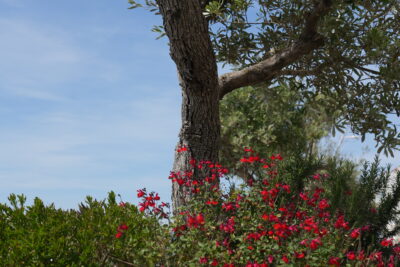 Agrandir l'image 4 sur 9, fenêtre modale