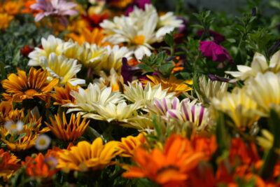 Agrandir l'image 5 sur 9, fenêtre modale