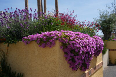 Agrandir l'image 6 sur 9, fenêtre modale