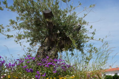 Agrandir l'image 7 sur 9, fenêtre modale