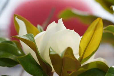 Agrandir l'image 9 sur 9, fenêtre modale