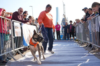 Agrandir l'image 8 sur 18, fenêtre modale
